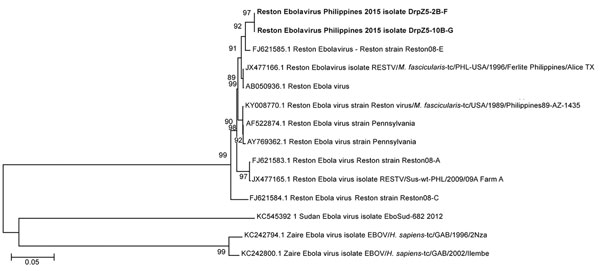 Phylogenetic tree (neighbor-joining) of the full genomes of Ebola viruses and comparison to the Reston 2015 viruses DrpZ52BF (GenBank accession no. MF540570) and DrpZ210BG (GenBank accession no. MF540571) produced by using MEGA 6 software (https://www.megasoftware.net). Bold text indicates the genomes being sequenced. Numbers along branches indicate bootstrap values. Scale bar indicates nucleotide substitutions per site.
