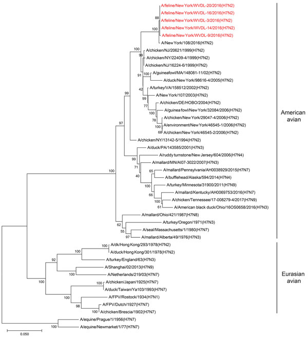 Phylogenetic tree of influenza A viral HA segments. Phylogenetic analysis was performed for selected influenza A viruses representing major lineages. The evolutionary history was inferred using the neighbor-joining method (12). The optimal tree with the branch length sum of 1.22521320 is shown. The percentage of replicate trees in which the associated taxa clustered together in the bootstrap test (500 replicates) is shown next to the branches (13). The tree is drawn to scale, with branch lengths