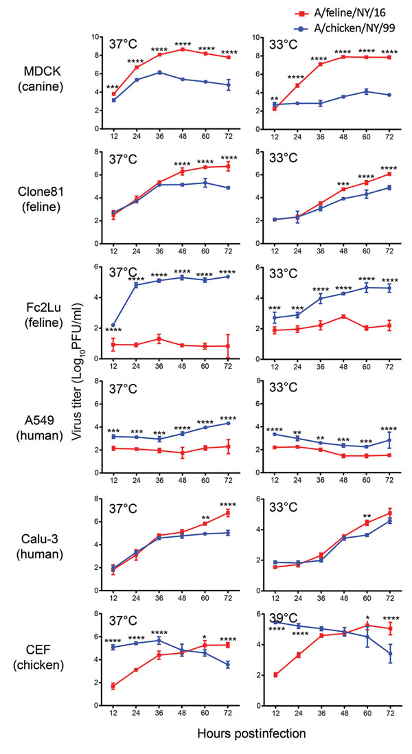 Growth properties of A/feline/NY/16 and A/chicken/NY/99 viruses in mammalian and avian cells at different temperatures. Cells were infected with viruses at a multiplicity of infection of 0.005 and incubated at 33° and 37°C (or at 37°C and 39°C for avian CEF cells). Supernatants were harvested at the indicated time points. Virus titers were determined by use of plaque assays in Madin-Darby canine kidney (MDCK) cells. A549, human lung carcinoma epithelial cells; Clone81, cat kidney fibroblast cell