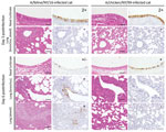 Thumbnail of Immunohistochemistry findings in infected cats. Shown are representative sections of nasal turbinates and lungs of cats infected with the indicated viruses on days 3 and 6 postinfection. Three cats per group were infected intranasally with 106 PFU of virus, and tissues were collected on days 3 and 6 post-infection. Type A influenza virus nucleoprotein (NP) was detected by a mouse monoclonal antibody to this protein. For nasal turbinate sections, -: no NP-positive cells, +/−: NP-posi