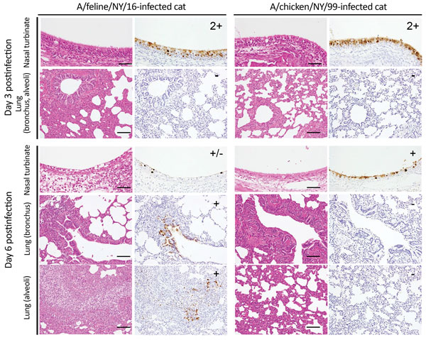 Immunohistochemistry findings in infected cats. Shown are representative sections of nasal turbinates and lungs of cats infected with the indicated viruses on days 3 and 6 postinfection. Three cats per group were infected intranasally with 106 PFU of virus, and tissues were collected on days 3 and 6 post-infection. Type A influenza virus nucleoprotein (NP) was detected by a mouse monoclonal antibody to this protein. For nasal turbinate sections, -: no NP-positive cells, +/−: NP-positive cells de