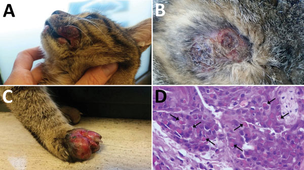Cat with orthopoxvirus infection, Italy. Nodular skin lesions were observed on the snout (A), thorax (B), and forelimb (C). Skin punch biopsy specimen (D) showing leukocyte infiltration and cytoplasmic inclusion bodies (arrows) (hematoxylin and eosin stain, original magnification ×100).
