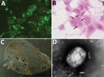 Thumbnail of Analysis of an orthopoxvirus isolated from an infected cat, Italy. A) Cytoplasmic fluorescence in infected Vero cells using serum from the diseased cat (original magnification ×400). B) Cytoplasmic inclusion bodies (arrows) in infected Vero cells (hematoxylin and eosin stain, original magnification ×400). C) Pocks (arrows) in the inoculated chorioallantoic membrane of a 12-day-old chick embryo. D) Electron micrograph of orthopoxvirus-like particle from infected Vero cells. The virus