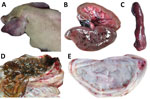 Thumbnail of Clinical signs and pathologic lesions in naive pig infected with classical swine fever virus LOM vaccine strain, Jeju Island, South Korea. A) Cyanosis of ear. B) Hemorrhages in kidney. C) Marginal infarction of spleen. D) Button ulcers in large intestine. E) Hemorrhages in bladder.