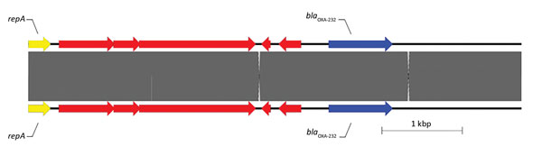 Sequence structure of 2 β-lactamase OXA-232 (blaOXA-232 ) plasmids tested during phenotypic and genotypic characterization of Enterobacteriaceae producing OXA-48–like carbapenemases, United States. Top plasmid is from isolate 11 in this study (pColKP3_DHQP1300920) (6139 bp), and bottom plasmid is from Potron et al. (43) (GenBank accession no. JX423831). Arrows indicate direction of transcription. Red arrows indicate other genes. OXA, oxacillinase; repA, COLe type replicase.