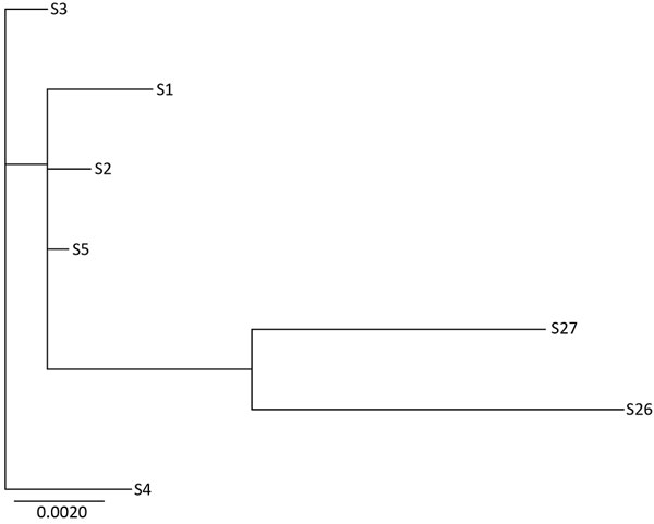 Phylogenetic tree of 7 sequence type 34 Klebsiella pneumoniae isolates tested during phenotypic and genotypic characterization of Enterobacteriaceae producing oxacillinase-48–like carbapenemases, United States. Genetic diversity ranged from 1 to 33 high-quality single-nucleotide polymorphisms that were called in an ≈5 Mb core genome, which equals ≈90% of the reference genome size (isolate 1 sequenced by using Pacific Biosciences [Menlo Park, CA, USA], technology). Scale bar indicates nucleotide 