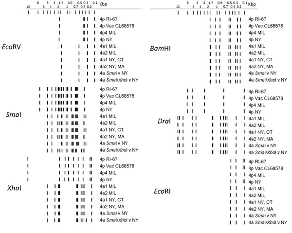 In silico restriction enzyme analysis of human adenovirus type 4 genomes representing the spectrum of genetic variability of the 36 isolates characterized in study of acute respiratory infection detected by New York State Department of Health surveillance, New York, USA, 2011–2015. We generated restriction enzyme profiles for the completely sequenced genomes obtained in this study and from reference sequences available in GenBank using Geneious Pro (31). 4p4 MIL is isolate NHR90339, 4a1 MIL is i