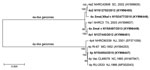 Thumbnail of Phylogenetic analysis of complete genomic sequences of human adenovirus type 4 reference strains and clinical isolates representative of those examined in study of cases of acute respiratory infection detected in northeastern United States, 2011–2015. We inferred the phylogenetic tree using the maximum-likelihood method on the basis of the Kimura 2-parameter model (32). Evolutionary analyses were conducted in MEGA6 (33). Isolates sequenced in this study are in bold. GenBank accessio