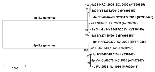 Phylogenetic analysis of complete genomic sequences of human adenovirus type 4 reference strains and clinical isolates representative of those examined in study of cases of acute respiratory infection detected in northeastern United States, 2011–2015. We inferred the phylogenetic tree using the maximum-likelihood method on the basis of the Kimura 2-parameter model (32). Evolutionary analyses were conducted in MEGA6 (33). Isolates sequenced in this study are in bold. GenBank accession numbers are