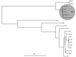 Thumbnail of Maximum-likelihood phylogeny of Cronobacter isolates cultured from the blood of an infant (Ck0001) and the mother’s expressed breast milk (Ck0002), with C. sakazakii Sp291 as reference. Shaded circle highlights the clustering of sequence type 4 isolates. Methods for culturing isolates described in Technical Appendix. ST, sequence type.