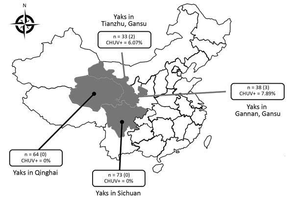 Number and species of yaks from provinces around the Qinghai Tibetan Plateau, China, 2016–2017. The 3 provinces where sampling was performed, yak species, and occurrence of CHUV are indicated. n values indicate the total number of samples in each province; numbers in parentheses indicate the numbers of positive samples in each province; CHUV+ percentages indicate the CHUV prevalence rate. CHUV, Chuzan virus.