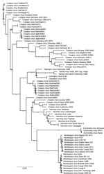 Thumbnail of Phylogenetic tree of 73 orthopoxviruses, including cowpox virus isolate obtained from smallpox-vaccinated patient in France, 2016 (boldface). The tree includes data from 162,829 positions on central regions. Branches with a bootstrap value below 0.5 were deleted. Numbers shown on branches indicate bootstrap scores (e.g, 1.0 represents 100%).