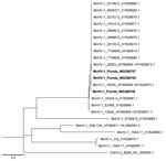 Thumbnail of Maximum-likelihood tree of McHV-1 constructed by using highly variable 375-bp fragment of US5 and intergenic region between US5 and US6 genes. The genotypes recovered from free-ranging rhesus macaques (Macaca mulatta) in Florida (bold) separate into 2 clades that include laboratory strains of McHV-1. GenBank accession numbers are provided. Scale bar indicates number of base pair changes per nucleotide. McHV-1, macacine herpesvirus 1.