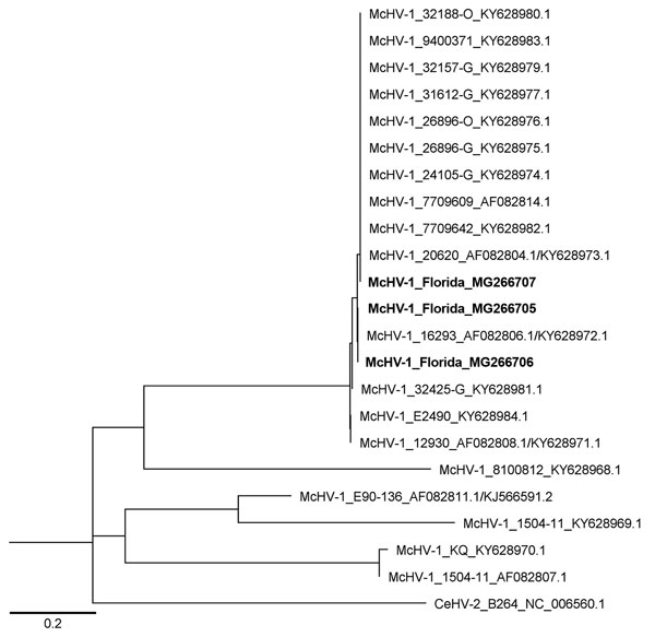 Maximum-likelihood tree of McHV-1 constructed by using highly variable 375-bp fragment of US5 and intergenic region between US5 and US6 genes. The genotypes recovered from free-ranging rhesus macaques (Macaca mulatta) in Florida (bold) separate into 2 clades that include laboratory strains of McHV-1. GenBank accession numbers are provided. Scale bar indicates number of base pair changes per nucleotide. McHV-1, macacine herpesvirus 1.