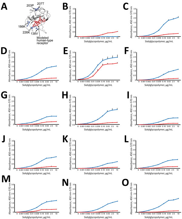 Effect of amino acid variations in hemagglutinin (HA) on influenza virus receptor–binding specificities in influenza A(H5N1) virus isolates from humans, northern Vietnam, 2004–2010. A) Localization of selected amino acid variations detected in clinical samples. The detected HA changes were mapped onto the receptor-binding domain (aa positions 117–265) of a monomer of A/VN1203/2004 (H5N1) HA (Protein Data Bank accession no. 2FK0). Red indicates modeled human-type receptor; blue indicates position