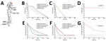 Thumbnail of Effect of amino acid variations in HA on virus thermostability in influenza A(H5N1) virus isolates from humans, northern Vietnam, 2004–2010. A) Amino acid substitutions in non–receptor-binding domains mapped on the 3-dimensional structure of the monomer of VN1203 HA (Protein Data Bank accession no. 2FK0). Red indicates modeled human-type receptor; purple indicates positions of amino acid variations on the non–receptor-binding domains; blue indicates positions of amino acid variation