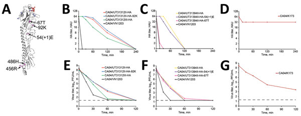 Effect of amino acid variations in HA on virus thermostability in influenza A(H5N1) virus isolates from humans, northern Vietnam, 2004–2010. A) Amino acid substitutions in non–receptor-binding domains mapped on the 3-dimensional structure of the monomer of VN1203 HA (Protein Data Bank accession no. 2FK0). Red indicates modeled human-type receptor; purple indicates positions of amino acid variations on the non–receptor-binding domains; blue indicates positions of amino acid variations on the rece
