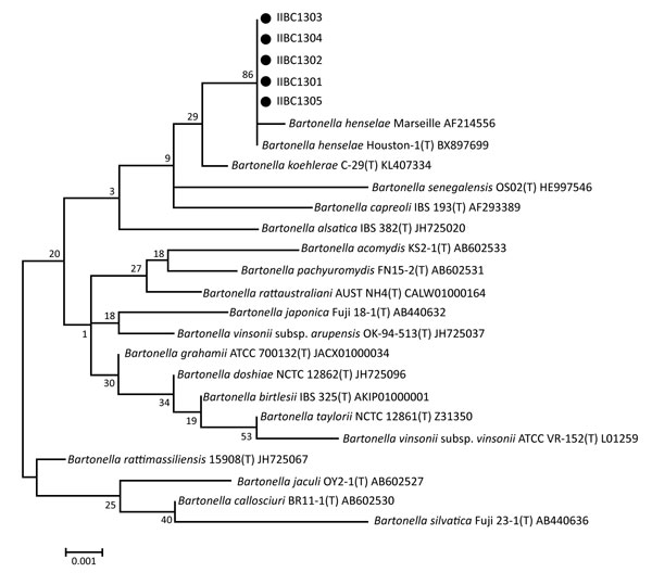 Phylogenetic tree of 5 Bartonella henselae clinical isolates from patients in South Korea (black dots) and closely related species based on 16S rRNA gene sequences. Database accession numbers are provided for reference sequences. Scale bar indicates nucleotide substitutions per site.