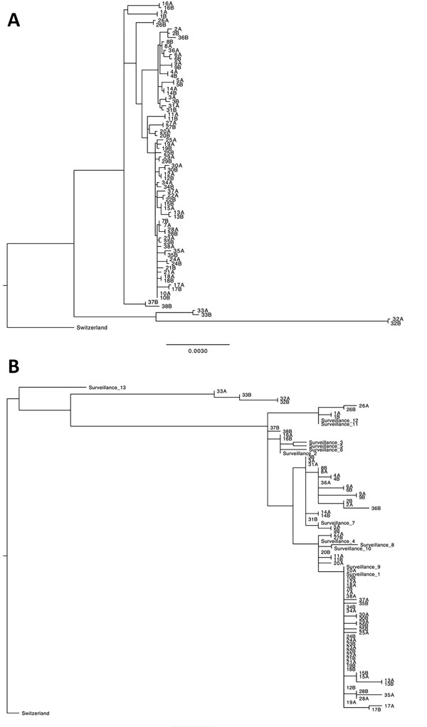 Phylogenetic trees for influenza A(H3N2) outbreak pairs from patients in long-term care facilities, Toronto, Ontario, Canada, 2014–15. A) Majority genome; B) hemagglutinin gene. Surveillance samples were included in the HA gene analysis. Scale bar indicates substitutions per site. HA, hemagglutinin.