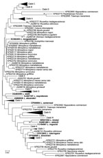 Thumbnail of Neighbor-joining phylogenetic tree based on rrs2 gene of pathogenic Leptospira isolates from bats, Mengyin County, Shandong Province, China, and reference Leptospira sequences from GenBank that had been previously isolated from bats (boldface). We constructed the tree with bat Leptospira rrs2 sequences (446 bp) from this study and previous studies by using Kimura 2-parameter model with MEGA 7.0 (http://www.megasoftware.net); we calculated bootstrap values with 1,000 replicates. Lept