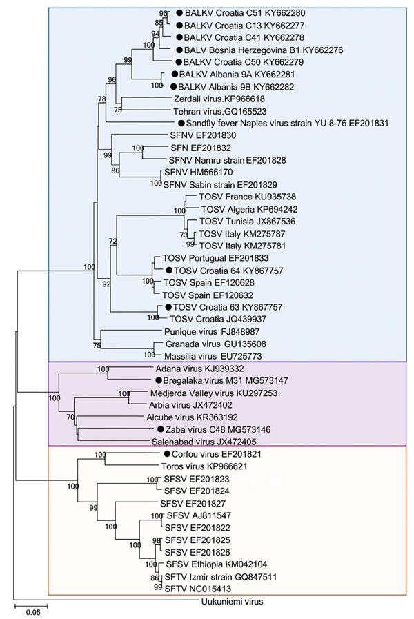 Phylogenetic relationships between sand fly–borne phleboviruses in the Old World based on 589 nt partial nucleoprotein sequence. Phylogenetic tree was constructed using the neighbor-joining method with MEGA software version 6 (http://www.megasoftware.net). Black circles indicate viruses identified in the Balkan region. The blue shaded box includes all viruses belonging to the Sandfly fever Naples virus species. The violet shaded box indicates viruses belonging to the Salehabad phlebovirus specie
