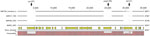 Thumbnail of Whole-genome sequence verification of the deletion of toxin genes in Bacillus anthracis Sterne 34F2 derivatives. Comparative genomic view of the ≈35-kbp region of the pXO1 containing the toxin genes cya, pagA, and lef is shown. The bottom line indicates the sequence of Ames ancestor along with the annotations. Conservation of the same genetic structure in the grandparent strain BA500 is indicated. Deletions in the parent strains (DKO and TKO) and construct 4 are indicated by breaks 
