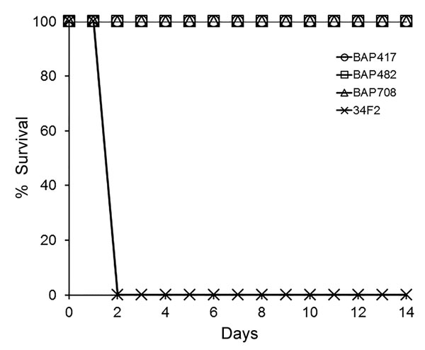 Role of Bacillus anthracis toxin components in lethality of Sterne strain 34F2 in female A/J mice and nonlethality of B. anthracis Sterne derivatives. Groups of mice were infected subcutaneously with B. anthracis spores of Sterne strain BA500 (34F2) or isogenic strains deficient for different toxin genes TKO-BAP417 (Δcya,Δlef,ΔpagA); DKO-BAP482 (Δcya,Δlef); BAP708- construct 4 (Δcya, Δlef, ΔpagA) plus insert. Fifty percent lethal dose equivalents ranged from ≈106 to 165. Based on a 1-sided Fishe