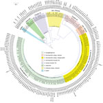 Thumbnail of Phylogenetic tree of the different species and sequence types among 160 Enterobacter cloacae complex isolates identified from Enterobacter spp. isolates collected in the Merck Study for Monitoring Antimicrobial Resistance Trends, 2008–2014, and the AstraZeneca global surveillance program, 2012–2014. The tree is rooted with E. cloacae complex Hoffmann cluster IX (Chavda group R) strain 35,699. A total of 369,123 core single-nucleotide polymorphisms were found; 4,010 were used to draw