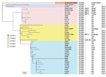 Thumbnail of Phylogenetic tree of the different clades among 39 Enterobacter hormaechei subsp. oharae ST108 isolates identified from Enterobacter spp. isolates collected in the Merck Study for Monitoring Antimicrobial Resistance Trends, 2008–2014, and the AstraZeneca global surveillance program, 2012–2014. The tree was rooted with E. hormaechei subsp. hormaechei isolate ATCC49162. A total of 317,867 core single-nucleotide polymorphisms were found; 27,705 were used to draw the tree (after phages 