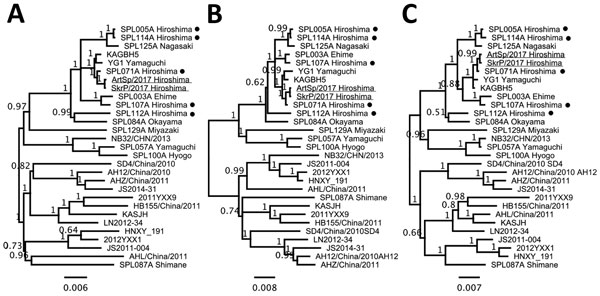 Phylogenetic analyses of severe fever with thrombocytopenia syndrome virus (SFTSV) isolates from 2 cheetahs, Japan, 2017. The phylogenetic trees constructed based on large (A), medium (B), and smal (C) segment RNA nucleotide sequences of isolates SkrP/2017 from cheetah 1 and ArtSp/2017 from cheetah 2 (underlined) with representative SFTSV isolates. Isolates from human cases reported in the same prefecture as the zoo are indicated with black dots. The trees were calculated using MrBayes version 3