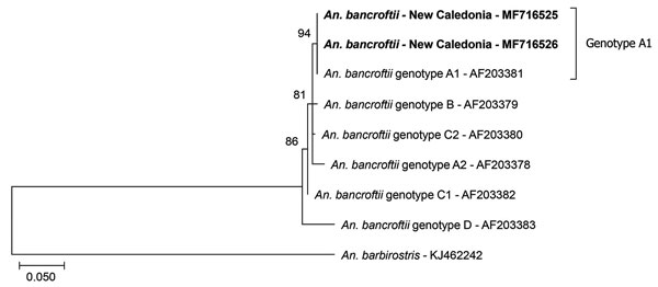 Phylogenetic analysis of Anopheles mosquito species introduced in New Caledonia.