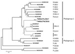 Thumbnail of Phylogenetic relationship of TWBLV (boldface), a putative new lyssavirus found in 2 Japanese pipistrelles (Pipistrellus abramus) in Taiwan in 2016 and 2017, compared with other lyssaviruses. Using the concatenated coding genes, we constructed the phylogenetic tree by using the maximum-likelihood method with the general time reversible plus invariant sites plus gamma 4 model. Numbers at the nodes indicate bootstrap confidence values (1,000 replicates) for the groups being composed of