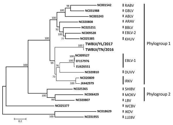 Phylogenetic relationship of TWBLV (boldface), a putative new lyssavirus found in 2 Japanese pipistrelles (Pipistrellus abramus) in Taiwan in 2016 and 2017, compared with other lyssaviruses. Using the concatenated coding genes, we constructed the phylogenetic tree by using the maximum-likelihood method with the general time reversible plus invariant sites plus gamma 4 model. Numbers at the nodes indicate bootstrap confidence values (1,000 replicates) for the groups being composed of virus genes 
