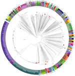 Thumbnail of Phylogenetic reconstruction of Vibrio parahaemolyticus based on 738 available genomes. Red dots indicate isolates from Spain collected over the past 20 years from clinical settings and environmental sources. Colors represent sequence types, and areas without color correspond to undetermined sequence types. Scale bars represent nucleotide substitutions per site. 
