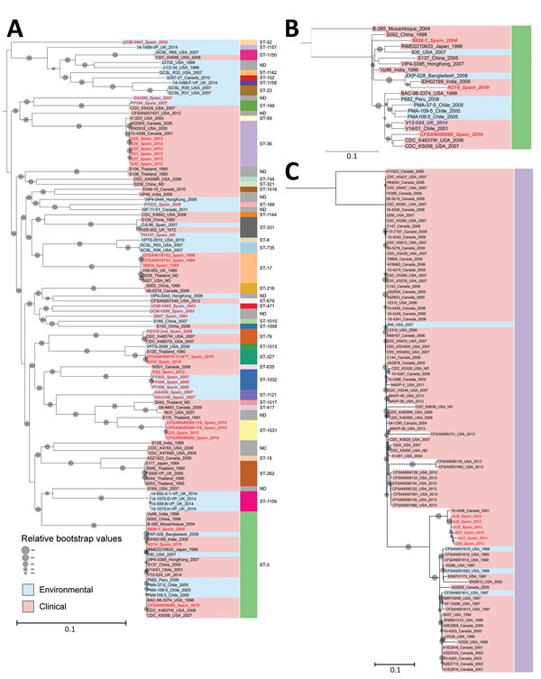 Phylogeny of Vibrio parahaemolyticus isolates from Galicia, Spain. A) Phylogenetic inference of the 42 genomes from Spain identified in this study (red text) along with all other genomes identified in the same clusters by the global phylogeny with their corresponding sequence types (STs). B) Phylogenetic tree of genomes belonging to ST3 (pandemic clone). C) Phylogenetic tree of genomes included in ST36 in the global phylogeny. Gray dots indicate bootstrap values supporting the nodes; dot sizes i