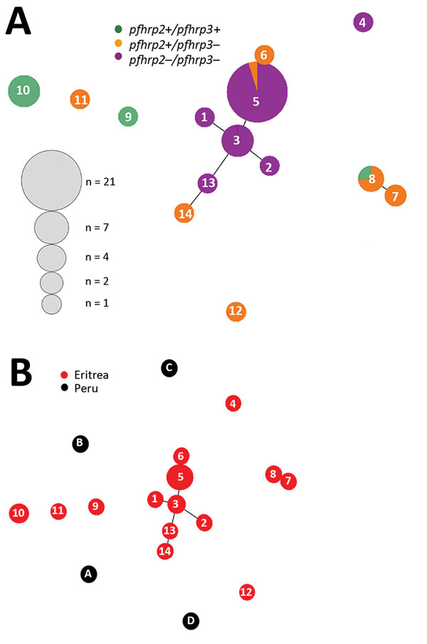 Genetic relatedness among Plasmodium falciparum parasite populations in Eritrea differing in pfhrp2 and pfhrp3 status (A) and comparison of parasite populations from Eritrea and Peru (B). Plots were produced by using Phyloviz software (24) at a cutoff value of 2 (minimum differences for 2 loci). Numbered circles indicate specific haplotypes. Circle sizes indicate number of samples with a particular haplotype. pfhrp, P. falciparum histidine-rich protein; – negative; +, positive.