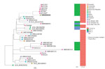 Thumbnail of Maximum-likelihood phylogenetic tree of geographically diverse Klebsiella pneumoniae sequence type 307 isolates based on 860 concatenated single-nucleotide polymorphisms, extracted from an alignment length of 5,248,133 bp. Bold indicates isolate from a traveler from Puerto Rico to the Dominican Republic (this study). Asterisk (*) indicates an isolate recovered from a patient admitted to a hospital in Puerto Rico during the same year as the case-patient in this study (4). bla gene ty