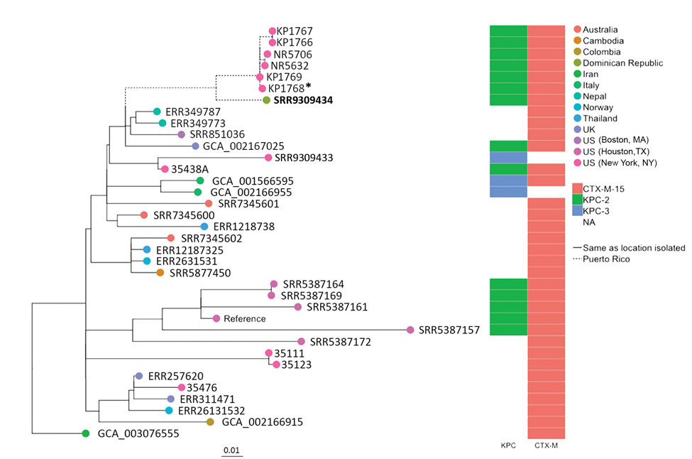 Maximum-likelihood phylogenetic tree of geographically diverse Klebsiella pneumoniae sequence type 307 isolates based on 860 concatenated single-nucleotide polymorphisms, extracted from an alignment length of 5,248,133 bp. Bold indicates isolate from a traveler from Puerto Rico to the Dominican Republic (this study). Asterisk (*) indicates an isolate recovered from a patient admitted to a hospital in Puerto Rico during the same year as the case-patient in this study (4). bla gene types (KPC, CTX