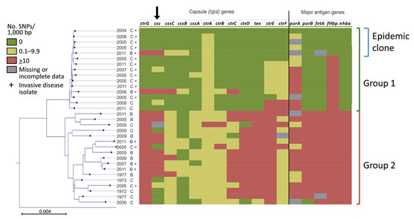 Genetic diversity within capsule and major antigen encoding genes among 32 Neisseria meningitidis clonal complex 4821 isolates, China, 1972–2011. Gene sequences from 32 clonal complex 4821 isolates were compared with the epidemic reference strain 053442 (the topmost isolate on the juxtaposed core genome phylogenetic tree). Scale bar represents total substitutions per site. SNP, single-nucleotide polymorphism.