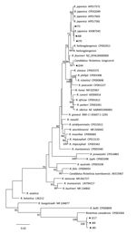 Thumbnail of Phylogenetic tree of isolates from study of Rickettsia species in China (black dots) and comparison isolates. The tree was generated using the concatenated sequences of rrs, gltA, ompB, and ompA of Rickettsia species by the maximum-likelihood method in MEGA6 software (http://www.megasoftware.net) with 1,000 replicates for bootstrap testing. Numbers (&gt;70) above or below branches are posterior node probabilities. Dots indicate rickettsial sequences obtained in this study. Rickettsi