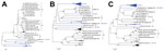 Thumbnail of Phylogenetic relationships of the Africa enterovirus EV-A71 study strains based on A) P1 and B) P3 coding regions. An expanded version based on P1, P2, and P3 coding regions is online (LINK). Apart from the studied sequences, subgenomic datasets included their best nucleotide sequence matches identified by NCBI BLAST search (http://www.ncbi.nlm.nih.gov/BLAST) as well as representative sequences of different EV-A71 genogroups and subgenogroups originating worldwide. Trees were constr