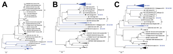 Phylogenetic relationships of the Africa enterovirus EV-A71 study strains based on A) P1 and B) P3 coding regions. An expanded version based on P1, P2, and P3 coding regions is online (LINK). Apart from the studied sequences, subgenomic datasets included their best nucleotide sequence matches identified by NCBI BLAST search (http://www.ncbi.nlm.nih.gov/BLAST) as well as representative sequences of different EV-A71 genogroups and subgenogroups originating worldwide. Trees were constructed from th