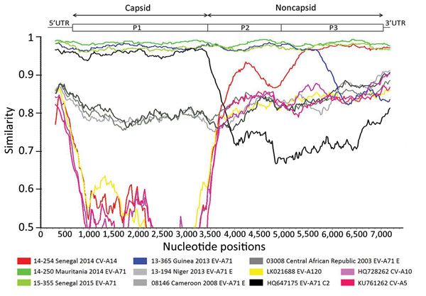 Identification of recombinant sequences in the genome of EV-A71 C2 isolates from patients with acute flaccid paralysis in Africa (14-157, 14-250, 13-365, 15-355) by similarity plot against potential parent genomes (CV-A14 strain 14-254; EV-A71 genogroup E strains 13-194, 08-146, and 03-008) and from GenBank (CV-A10, CV-A5, EV-A120). Similarity plot analysis was performed using SimPlot version 3.5.1 (http://sray.med.som.jhmi.edu/SCRoftware/simplot) on the basis of full-length genomes. For the ana