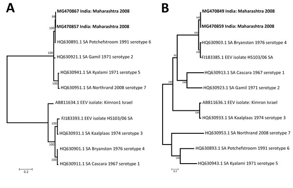Phylogenetic tree of nonstructural 3 (A) and virus capsid protein 2 (B) genes of equine encephalosis virus. Kimura 2-parameter with (+ I) was used to create the evolutionary distance between 11 sequences of nonstructural 3 genes and virus capsid protein 2 genes from different isolates. Boldface indicates blood and lung samples from dead horse in Pune, India, 2008. GenBank accession numbers are given for reference virus sequences. Scale bars indicate nucleotide substitutions per site. 