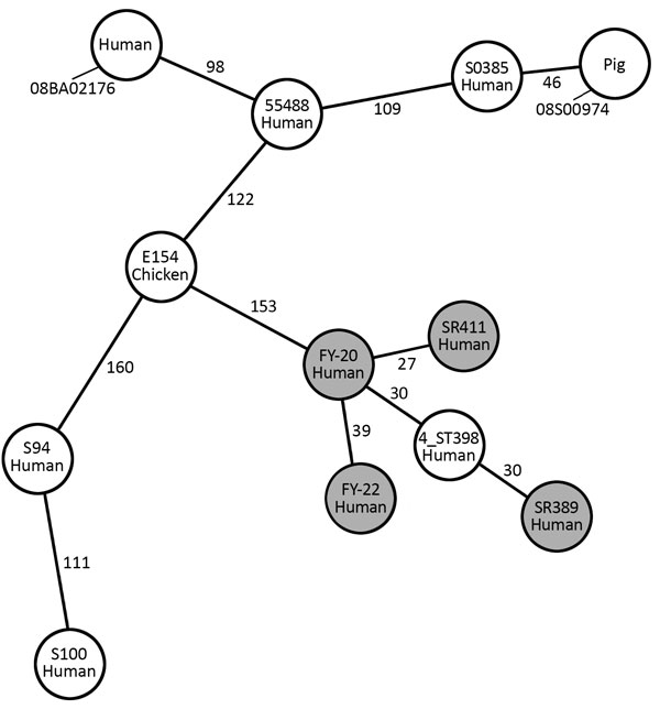 Minimum-spanning tree built from the core genome multilocus sequence type allelic profiles of surgical site infection MRSA ST398 strains from 4 patients in China (gray circles) and other ST398 strains. Each circle represents a single strain and is named with the sample and the origin. The 12 strains are based on 1,807 columns with the pairwise ignoring missing values option in Ridom SeqSphere+ software (Ridom GmbH, http://www.ridom.de/seqsphere). The numbers on the connecting lines indicate the 