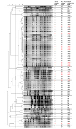 Thumbnail of PFGE of the Tokyo strains of Bacillus cereus isolates, Japan. The 80% similarity cutoff for PFGE cluster typing is shown as a vertical line in the phylogenetic tree. Red letters and numbers represent samples isolated from patients with bacteremia. Rep-PCR cluster type and MLST sequence types are also shown. The Tokyo_ID31 strain was not analyzed. Scale bar indicates percent similarity. MLST, multilocus sequence typing; PFGE, pulsed-field gel electrophoresis; Rep-PCR, repetitive-elem