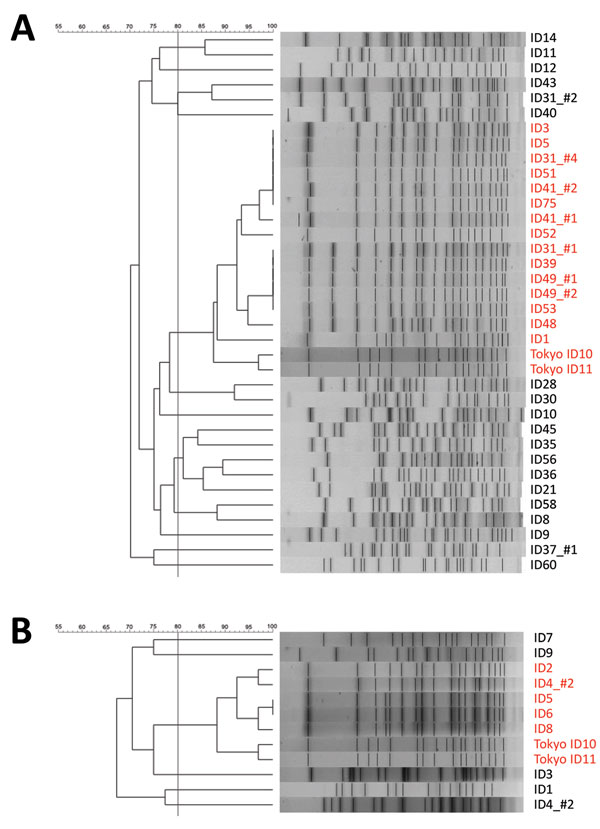 Pulsed-field gel electrophoresis (PFGE) results of the ST1420 strains of A) Tochigi strains and B) Tottori strains of Bacillus cereus isolates, Japan. The 80% similarity cutoff for PFGE cluster typing is shown as a vertical line in the phylogenetic tree. Names of strains of sequence type 1420 are indicated in red. The Tochigi_ID31_#3 was not analyzed. ID, identification. Scale bars indicate percent similarity.