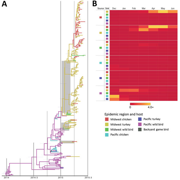 Phylogeographic reconstruction of source–sink dynamics of highly pathogenic avian influenza virus A(H5N2) outbreak, United States, 2014–2015. A) Phylogenetic tree of hemagglutinin gene of H5N2 isolates. The geographic region and host type were defined in the model as discrete nominal character states, and the number of state transitions at tree nodes was counted. The character states included in the phylogenetic model (Midwest chicken, Midwest turkey, Midwest wild bird, Pacific chicken, Pacific 