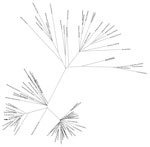 Thumbnail of Maximum-likelihood tree generated from the whole-genome nucleotide sequences of 89 strains of Zika virus from Florida, Central America, and the Caribbean. Arrow indicates strain MB16-23, identified in Miami Beach, Florida.