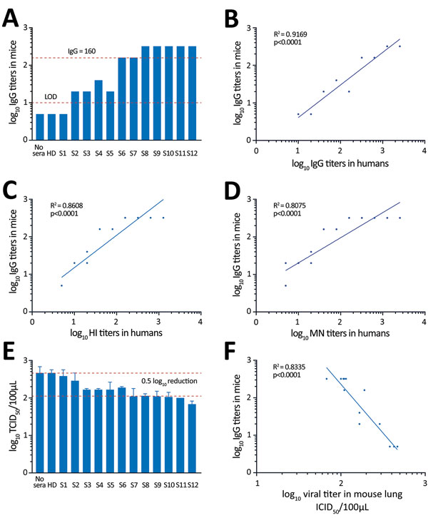 Testing of convalescent-phase serum transfer as potential protection against influenza A(H7N9) virus infection. Mice received 40 μL of patient serum intravenously 12 hours before H7N9 virus infection. A) IgG titers from mouse serum samples collected 1 h before infection. B–D) Relationships between IgG, HI, and MN titers in human serum and IgG titer in mouse recipients of transferred serum. E) Virus titers in homogenized mouse lungs at day 3 after infection (mean ± SE). F) Relationship between Ig